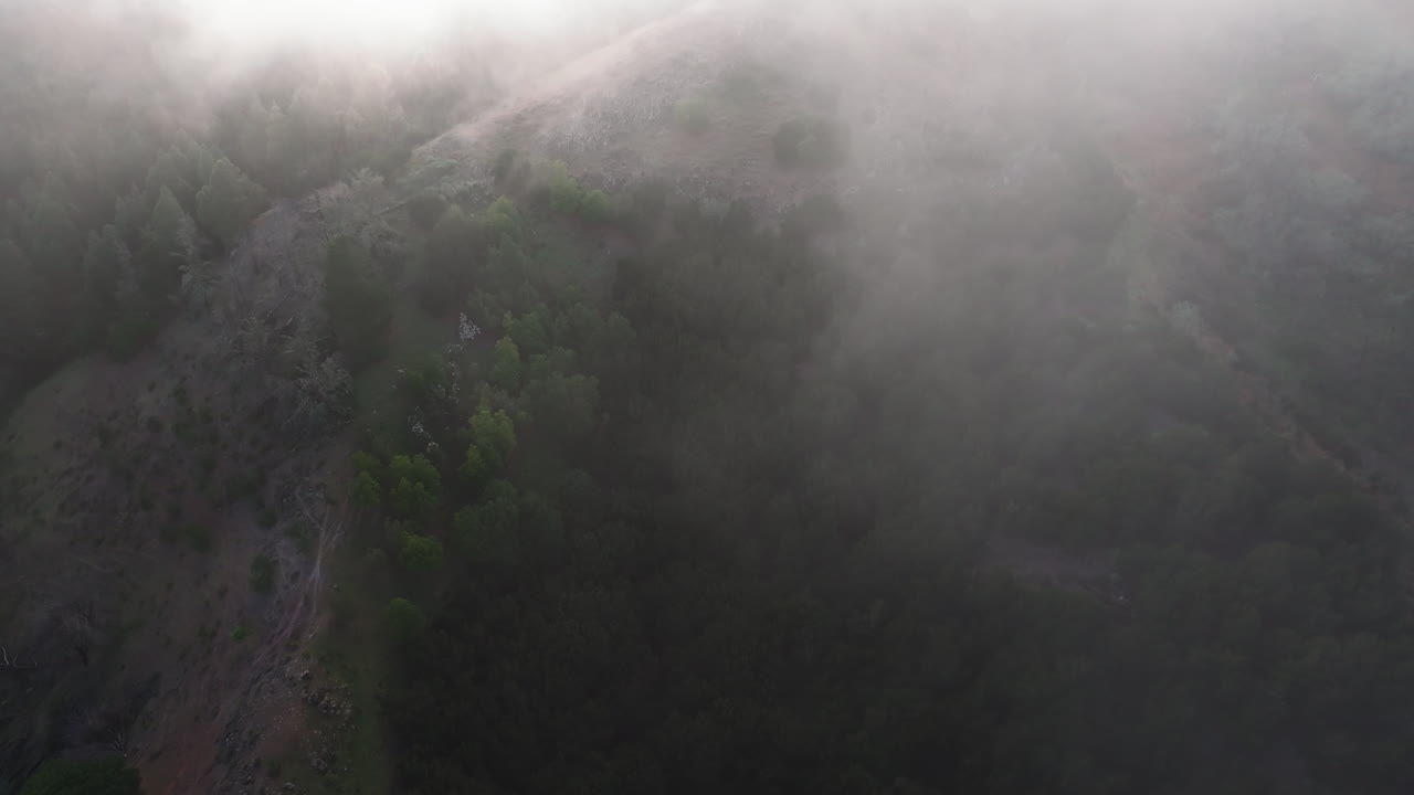 volando sobre el bosque de pinos de las canarias y cruzando un mar de nubes al atardecer