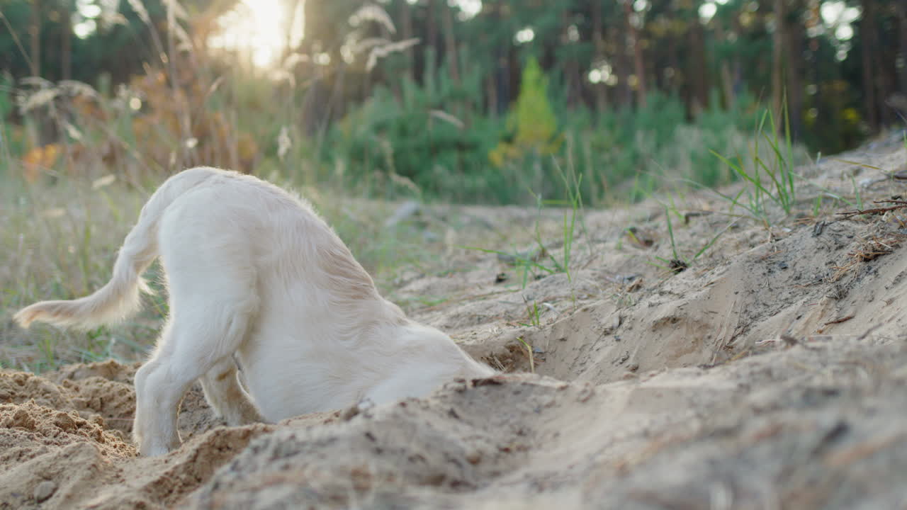 un cachorro prospector cava un agujero en la arena, un divertido paseo con un perro en un bosque de pinos