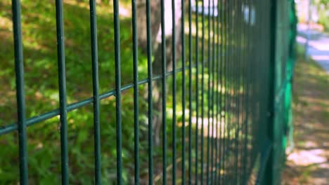 green metal fence with a garden behind it and pathway in the distance