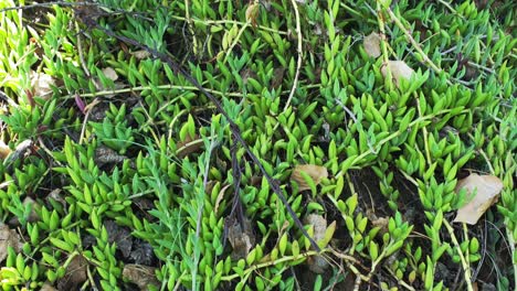 Alter-Baum-Und-Textur-Seiner-Rinde-Mit-Grünen-Sukkulenten,-Die-An-Seiner-Basis-Unter-Dem-Grünen-Schatten-Wachsen