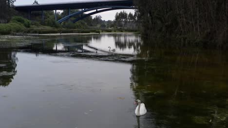 Anmutige-Schwäne-Gleiten-Im-Ruhigen-Fluss,-Einer-Nähert-Sich-Der-Kamera