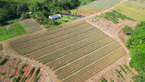 Campos-Cultivados-En-Guadalupe.-Inclinación-Aérea-Hacia-Abajo