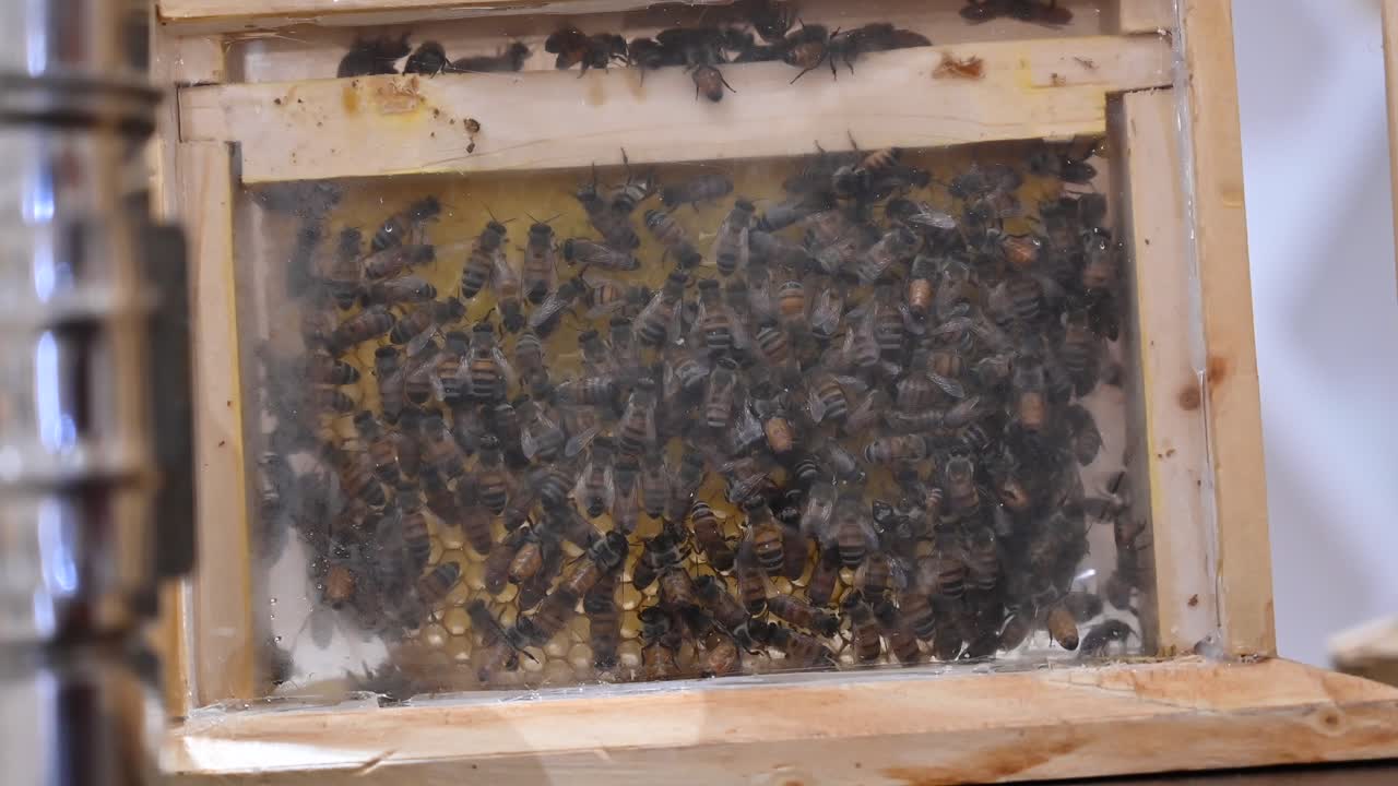 4k 영상: 벌집 안의 벌