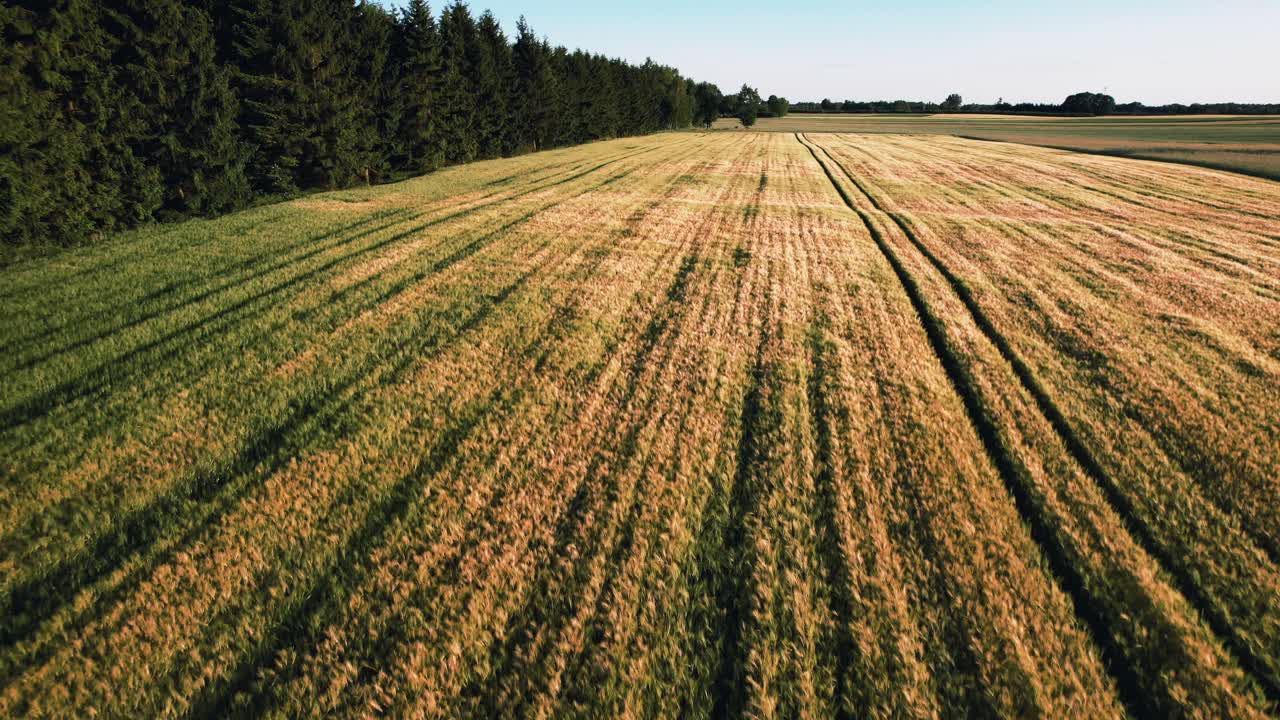 Drohnen-Luftaufnahme eines Maisfeldes, Wald auf der linken Seite, sonniger Tag, üppiges Grün, ländliche Landschaft, wunderschöne Szenerie