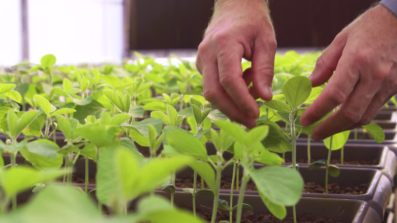 Plantas jóvenes de soja, mano humana revisando las hojas, plano medio.
