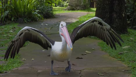 Un-Pelícano-En-Un-Parque-Verde-Y-Exuberante-Mientras-Las-Alas-Del-Pájaro-Se-Extienden-Cuando-Está-A-Punto-De-Tomar-Vuelo