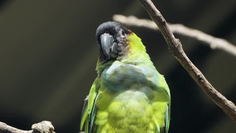 nanday parakeet bird or black-hooded parakeet or nanday conure perched on a branch in sunlight in brazil