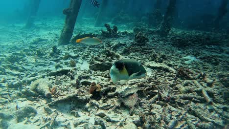 an intelligent tusk fish searching for food