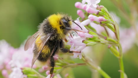 bumblebee collects flower nectar at sunny day. bumble bee in macro shot in slow motion.