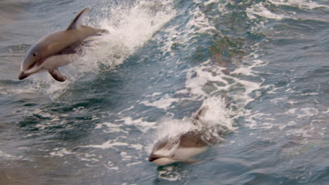 dolphins surfacing and playing in the water