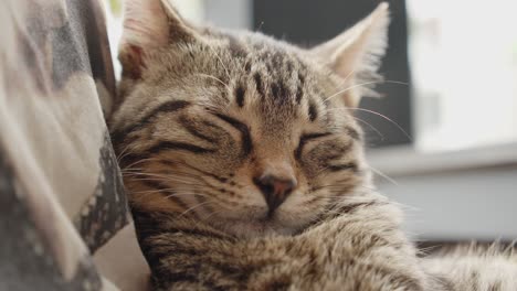 el gato soñoliento disfruta de un día caluroso y hermoso en la isla de chipre, vista de cerca