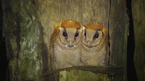 two baby oriental bay owl or phodilus badius in the dark of the night illuminated by a lamp