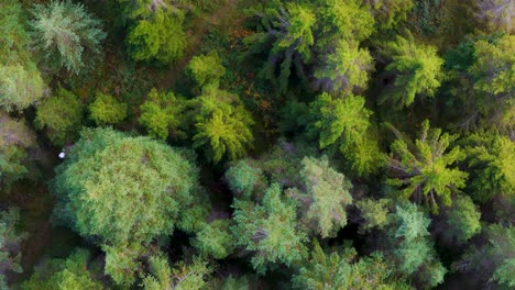 Top-view-of-person-hiking-in-coniferous-forest-canopy