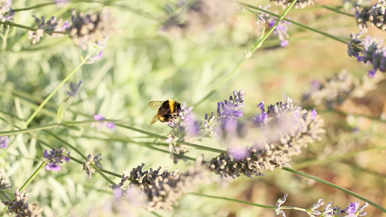 abejorro recogiendo néctar de las flores de lavanda