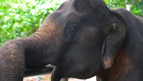 A-closeup-shot-of-an-elephant-with-mouth-open-and-trunk-has-places-on-a-railing