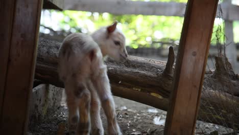 The-camera-is-behind-a-baby-goat-who-is-trying-to-follow-its-mother-but-can't-figure-out-how-to-get-over-the-log