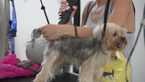 peluquero cuida a un perro feliz en un salón