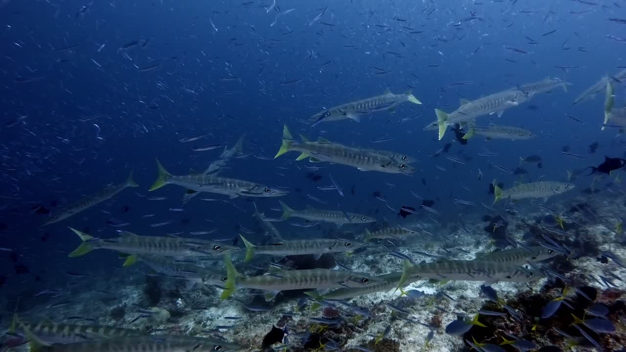 多数の小魚の中を泳ぐバラクーダ