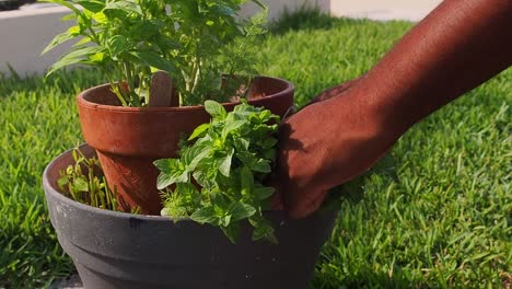 pruning fresh mint out of the pot