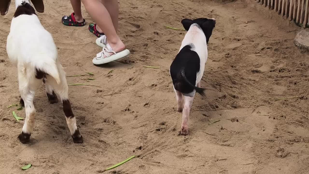 niños jugando con cabras y cerdos en una granja