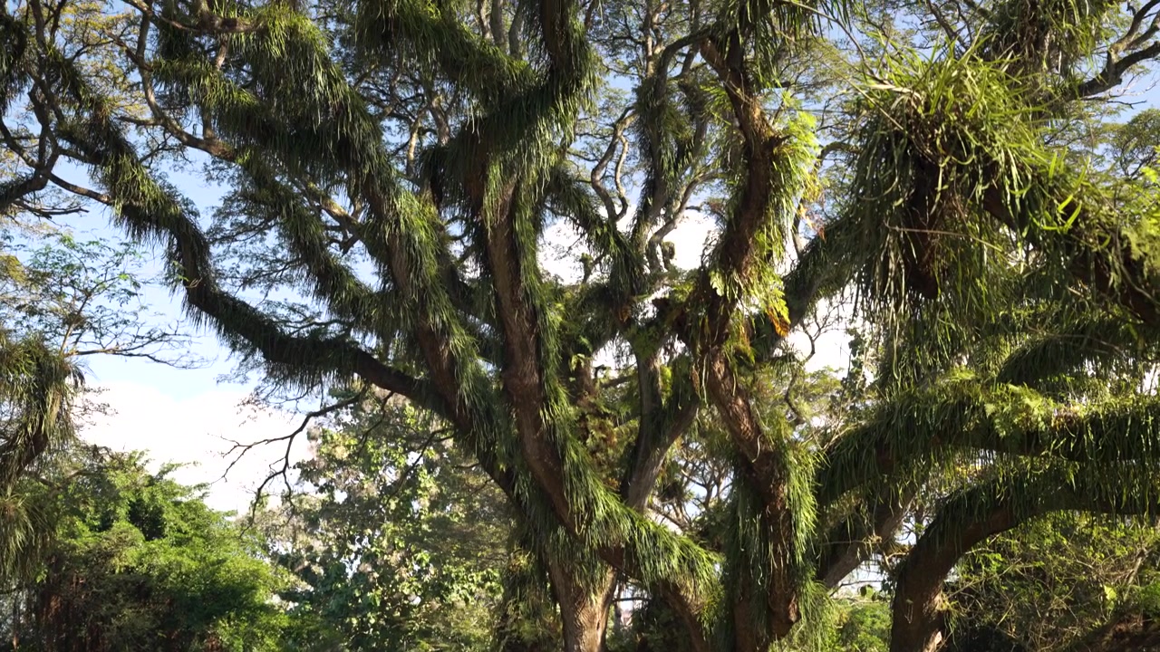 Alberi della pioggia lussureggianti con fogliame pendente si ergono sopra giardini e piccoli edifici alla luce del giorno