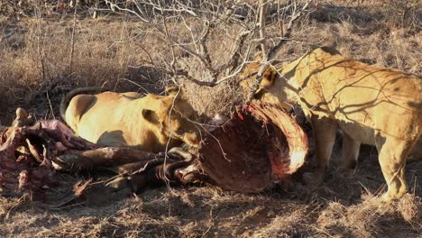 close-up shot of a pride of lions eating the remains of a water buffalo carcass