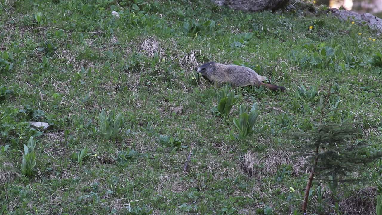la marmotta giace nell'erba e mangia