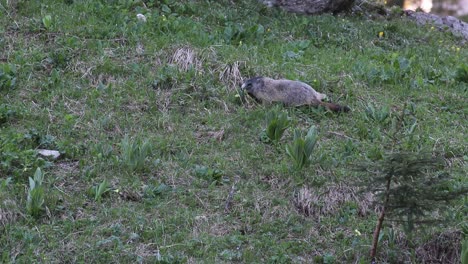 la marmota está acostada en la hierba y come