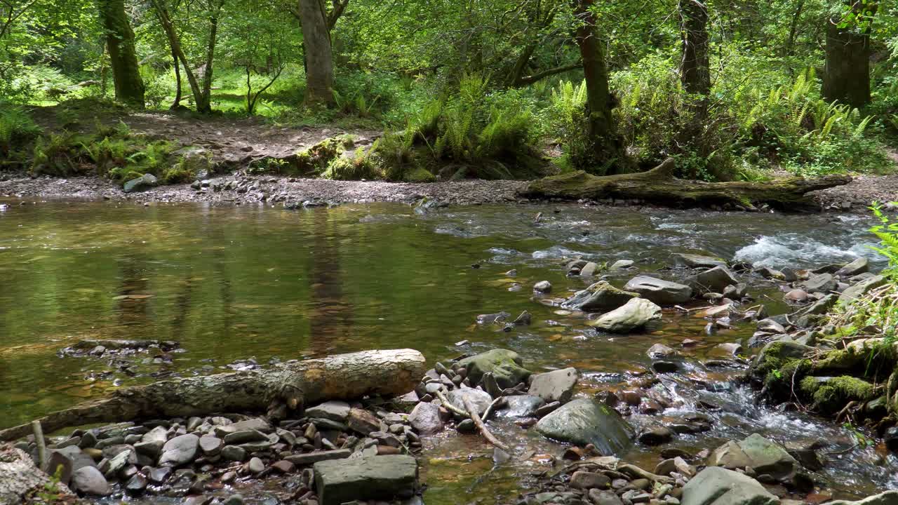 Vista 4K di acqua cristallina che scorre lungo il fiume Horner e si divide in due corsi d'acqua più piccoli nei boschi di Horner, nel mezzo del parco nazionale di Exmoor, 30ffs.