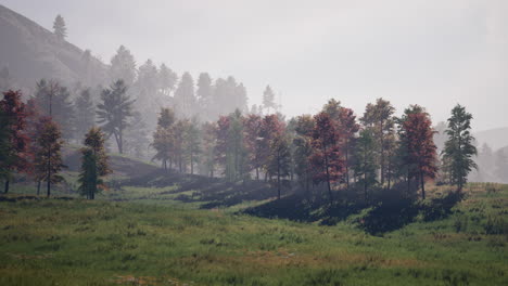 summer landscape in the carpathian mountains
