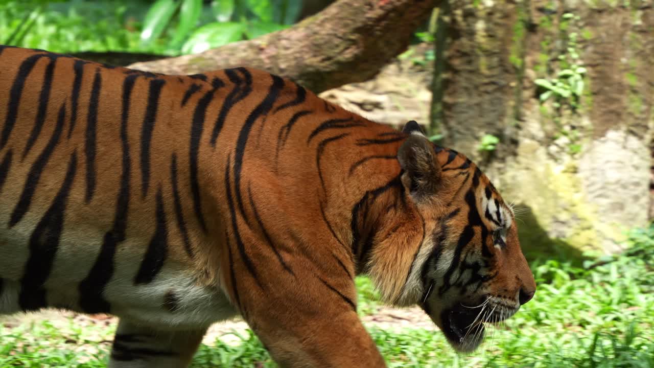 Apex predator, a Malayan tiger (Panthera tigris tigris) with beautiful orange fur and black stripes, walking around and wondering the surroundings, close up shot of a critically endangered species.