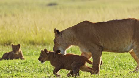 cute african wildlife in maasai mara national reserve, mother lioness plays with playful cute lion cubs, kenya, africa safari animals in masai mara north conservancy