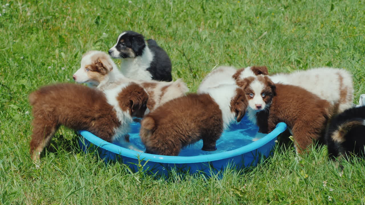 집 뒤뜰에 있는 작은 웅덩이에서 여러 마리의 강아지들이 열심히 물을 마시고 있습니다.