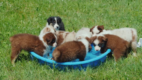 several puppies eagerly drink water from a small pool in the backyard of the house