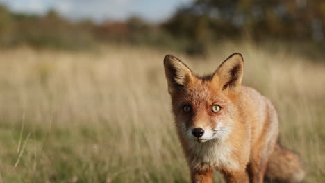 zorro rojo en un campo
