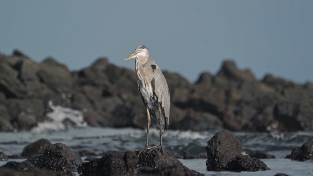 Great Blue Heron on Rocky Shore