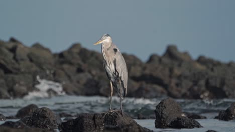 great blue heron on rocky shore