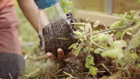 self sufficiency - an indian woman plants a tomato plant in her greenhouse