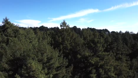 Abstieg-In-Den-Wald-Unter-Den-Baumwipfeln-Für-Einen-Wunderbaren-Und-Aufregenden-Spritzer-Blauen-Himmels