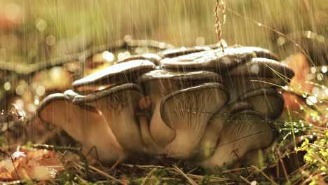 pleurotus mushroom in a sunny forest in the rain.