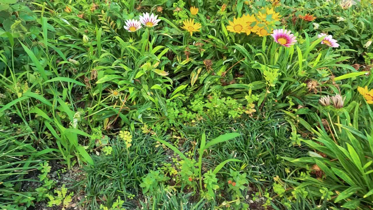las flores coloridas florecen en el exuberante jardín italiano.