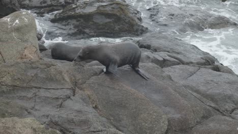 sea lion climbing up rocks in new zealand