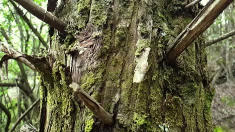 Scary-haunted-looking-old-tree-with-moss-on-bark-and-needle-like-broken-branches-next-to-a-hiking-footpath-in-forest