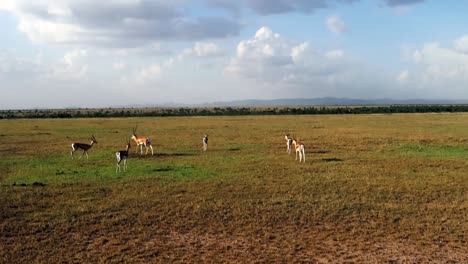 Gruppe-Von-Gazellen,-Die-Auf-Einem-Feld-In-Einem-Naturschutzgebiet-In-Kenia,-Afrika,-Weiden