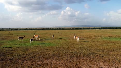 grupo de gacelas pastando en un campo en una reserva de vida silvestre en kenia, áfrica