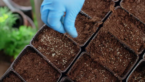 planting seeds in seed trays