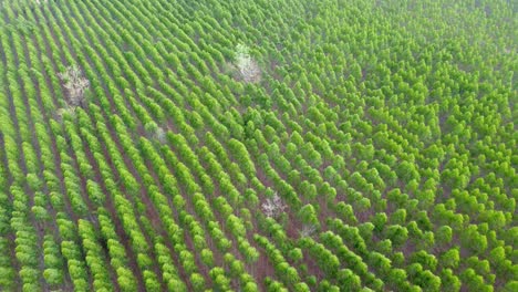 Vista-Aérea-De-Drones-Fuera-Del-Bosque-Que-Crece-Agrícola