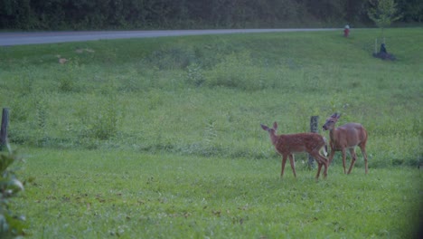 white tail cow deer struggling to swallow food near playful grooming fawn