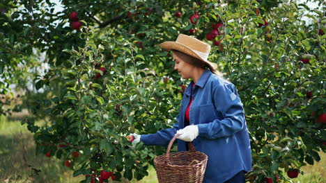 woman picking apples in an orchard