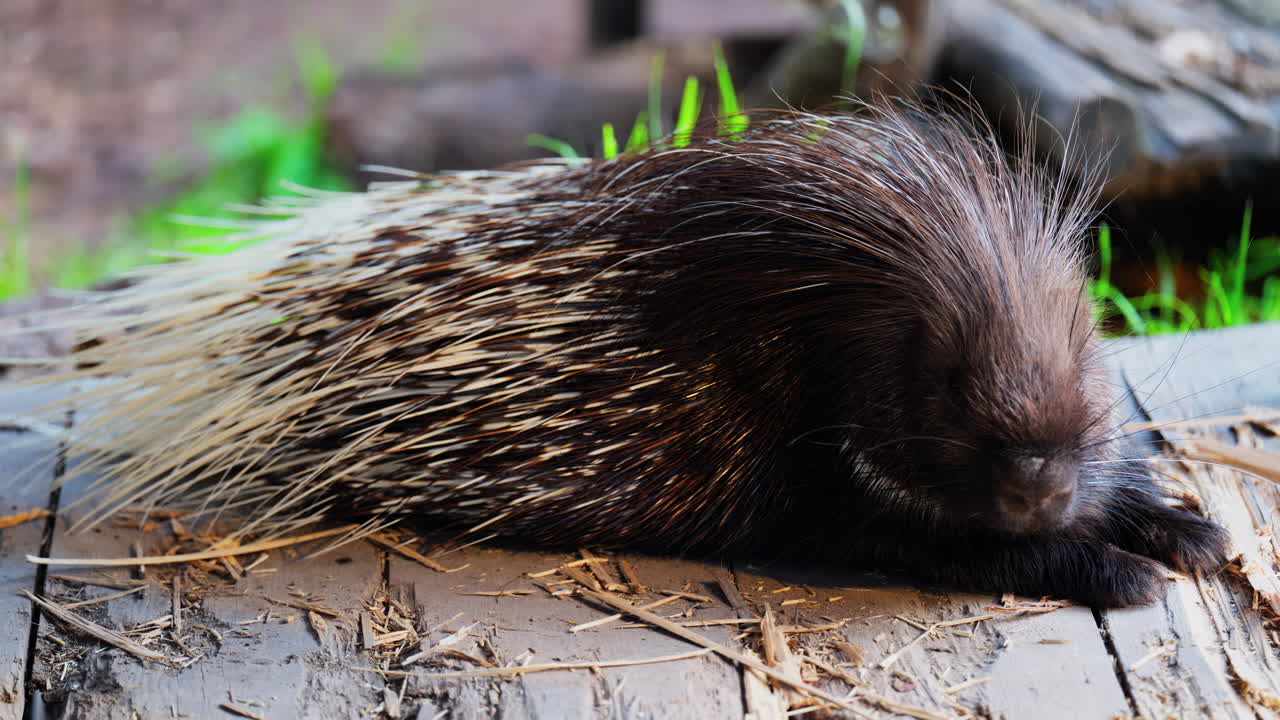 Close up of a porcupine eating while sitting on a wooden platform at the zoo